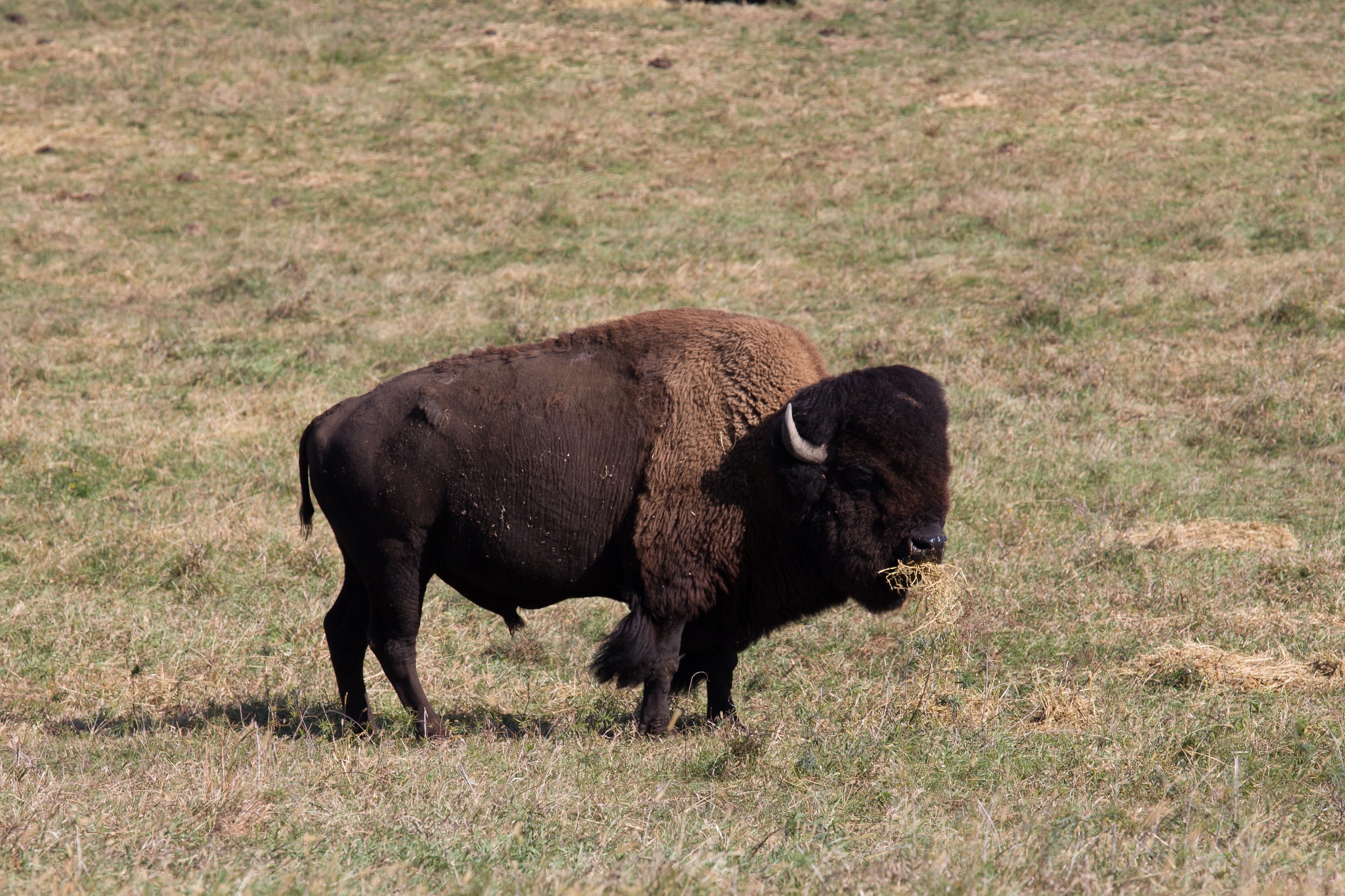Trexler Nature Preserve